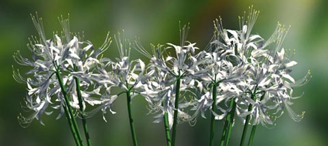 NerineFront-550.jpg