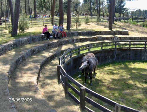 Forgoselo6.jpg