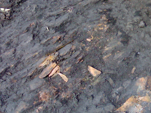 MOURELA5.jpg