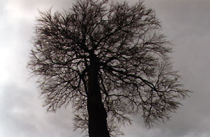 beech.jpg