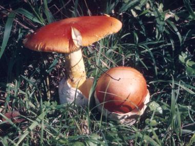 Amanitacaesarea1.jpg