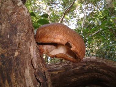 shiitake.jpg