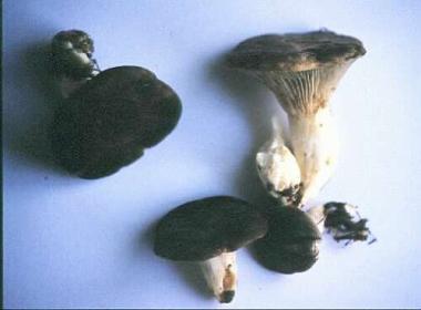 pleurotus.jpg