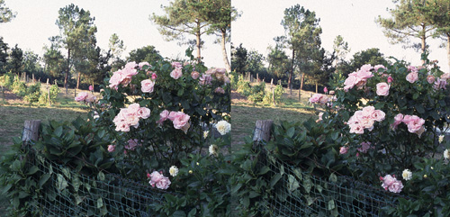 Rosas.jpg