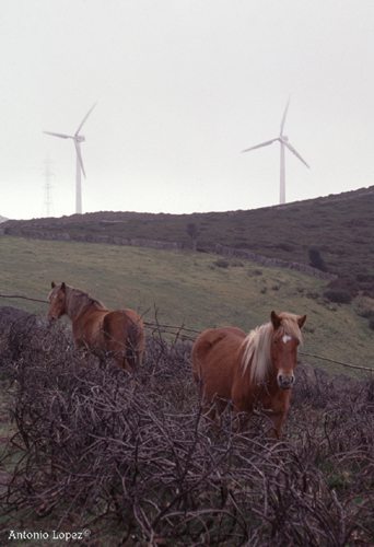 Tonete-1998-CorrubedoFloraeFauna.jpg