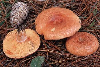 lactarius.jpg