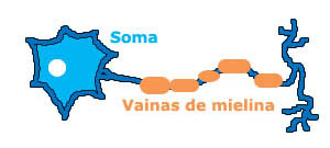 Neurona.jpg